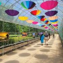 자라섬 주차장 이미지