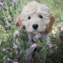 곱슬강아지 이미지