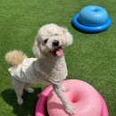 놀러오개 애견유치원 애견호텔 안양점 이미지