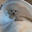 도그마루 고양이강아지 청주점 이미지