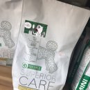 개꿈꾸는 고양이 이미지