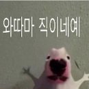 애소야
