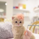 워너비 동물병원 | 고양이 숏 헤어 완벽 가이드 – 특징부터 관리법까지 모든 것