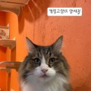 캠핑 고양이 이미지