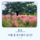 핑크뮬리 꽃단지 마 | 경주 10월 꽃 핑크뮬리 실시간 개화상황 시기 코스모스 백일홍 팜파스 주차 요금