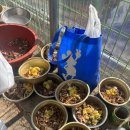 멍빨래 | 부산 유기견 봉사활동, 봉사 단체 멍자봉에서 다녀온 후기 #5 (하는 일, 봉사시간, 유기견 산책)