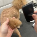 마이뷰티독스타필드위례점 이미지