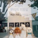 해피데이애견 이미지