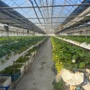 영일농장 | [내돈내산] 김포 영일딸기농장 딸기체험 후기