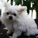 해시도그 이미지