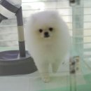 곱슬강아지 이미지