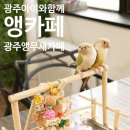 광주 아이와 함께 갈만한 곳, 광주앵무새카페 [앵카페] 세번째 방문 후기
