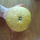 하귤과보리 이미지