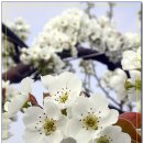 16km 펼쳐진 나주배 꽃길 `장관` 이미지
