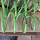 대풍세탁 이미지