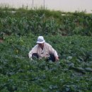 천화농장 이미지