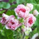 위성메디칼 이미지