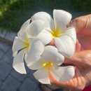 나트랑 자유여행/ 빈펄럭셔리나트랑 부대시설,조경,산책로,해변 등 리조트 내부 후기_(feat.샤워기필터)