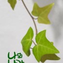 샬롬 Daum카페