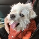 키다리 동물병원 이미지