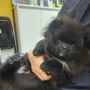 끌리개 | 대구애견미용 대구중구애견미용 남산동애견미용 대구강아지스킨케어 이중모목욕케어 알로페시아