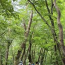 재궁공원 | [원주 걷기 좋은 길] 치악산 구룡사 조선 왕실의 나무! 황장목숲길 트레킹 후기!