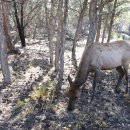 목장풍경민박 이미지