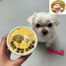 놀면멍하냥 | 강아지 케이크로 유명한 청주애견수제간식점 놀면멍하냥