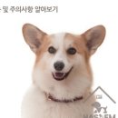 하샘펫푸드연구소 네이버블로그