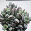 수정다육식물
