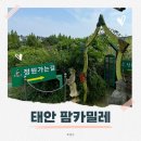 팜카밀레 | 태안 팜카밀레 수국 후기 아이랑 꽃구경 나들이 추천