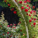 서천 장미공원 이미지