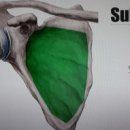 바디팰리스짐 이미지