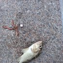 낚시하며 골프하기... 이미지