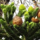 원숭이퍼즐나무 [아라우카리아 아라우카나 (Araucaria araucana)] 이미지