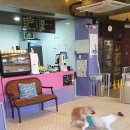 애견카페 134 이미지