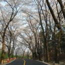 동탄의 벚꽃터널 이미지