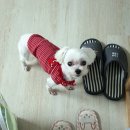 오수애견캠핑장 이미지