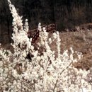 미선향테마파크 이미지