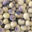 콩 건전 종자 생산 위한 주요 병해충 특징 및 관리방법 이미지