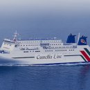 카멜리아 이미지