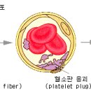 혈액과 혈액형 이미지