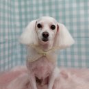 펫피파니 이미지