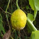 하늘타리 이미지