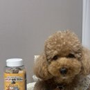 멍냥펀치 이미지