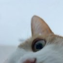 야옹이 검진 끝나는거 기다리는중에 이미지