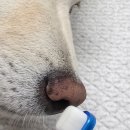 덴탈기획 | 강아지용품추천, 입양 축하 웰컴키트는 정글몬스터 덴탈케어 세트로