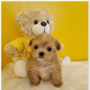 플랜멍 강아지분양 포항점 | 포항애견샵 아낍없이 주는 분양샵 플랜멍 강아지분양 포항점