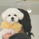 애견미용재니 이미지