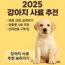 강아지 사료 추천 – 2025년 최신 트렌드